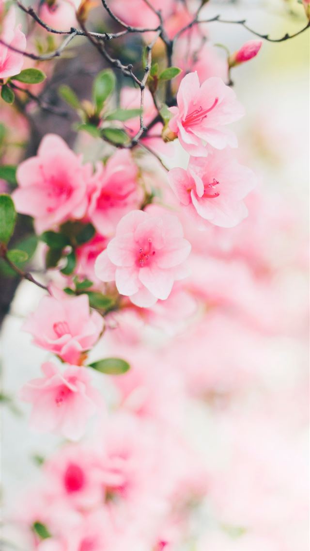 640x1136 pink flowers - spring iPhone Wallpaper