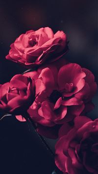 tilt shift lens shot of red flowers wallpaper
