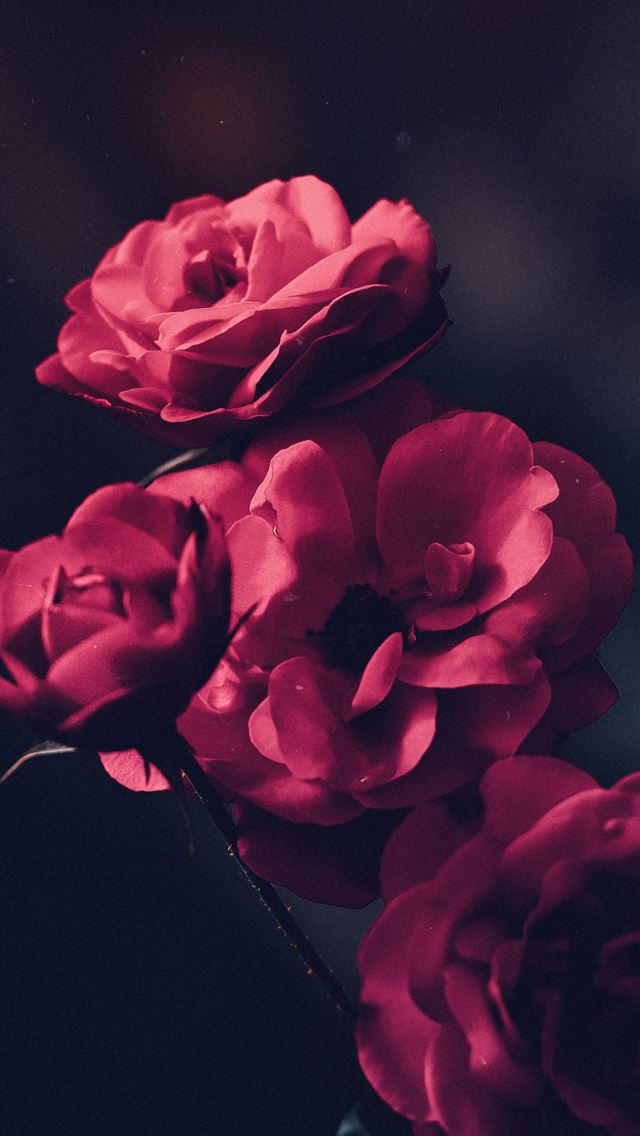 640x1136 tilt shift lens shot of red flowers - sri lanka iPhone Wallpaper