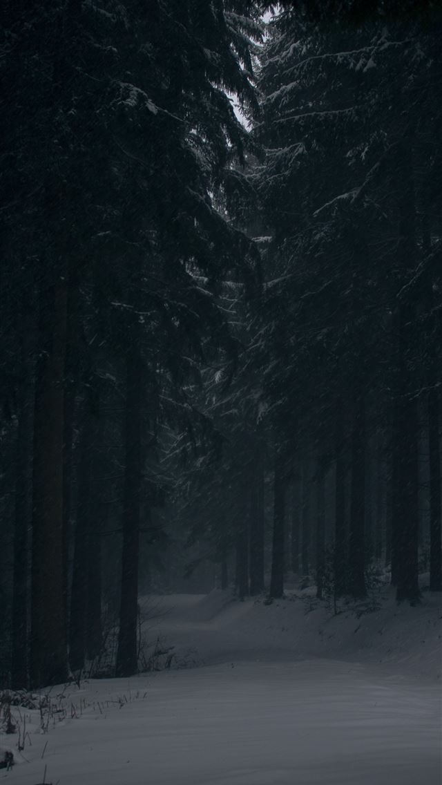 640x1136 pine trees covered by snow at daytime - forest iPhone Wallpaper