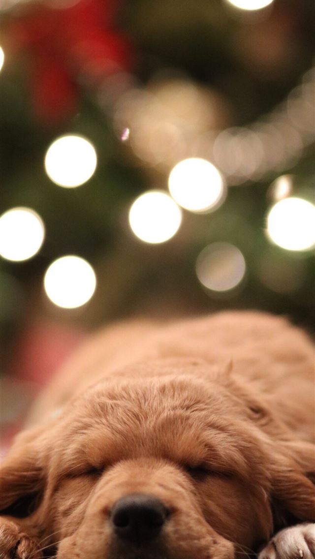 640x1136 golden retriever puppy bokeh photography - animal iPhone Wallpaper