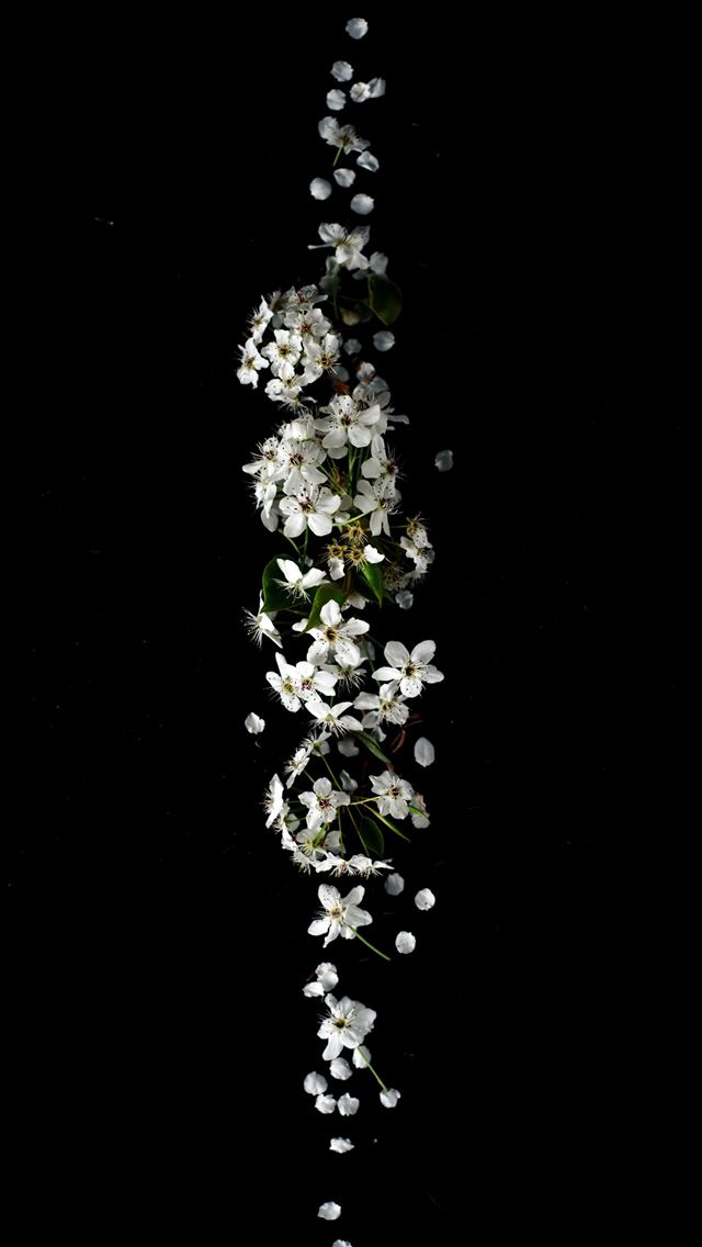 640x1136 shallow focus photography of white flower lot -  iPhone Wallpaper