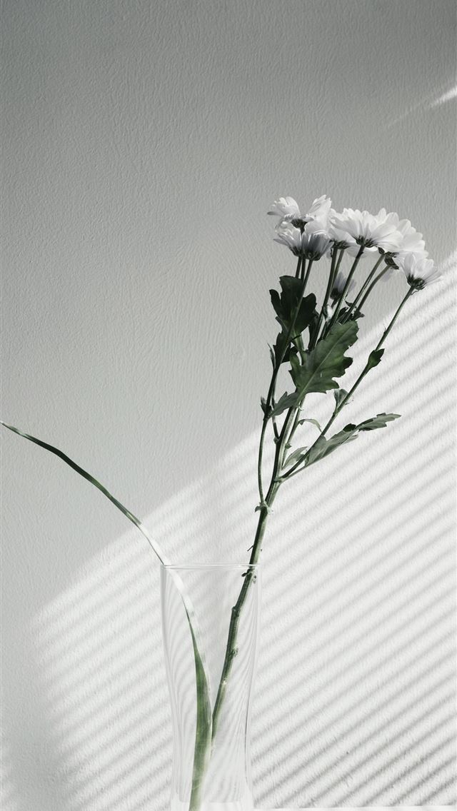 640x1136 white petaled flower centerpiece -  iPhone Wallpaper