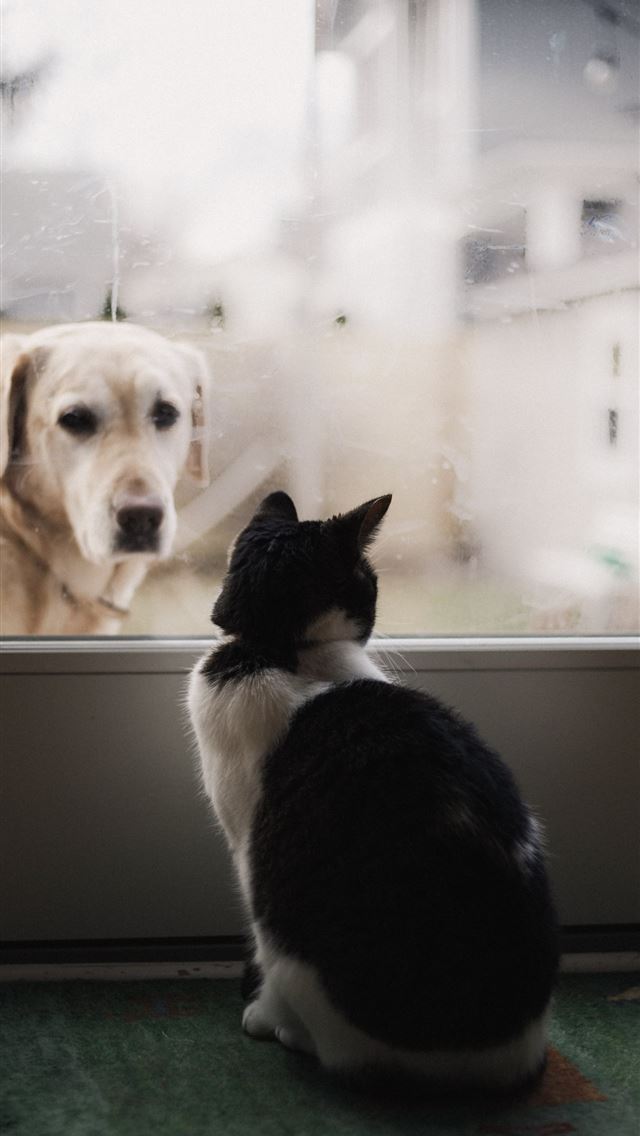 640x1136 black and white cat watching adult yellow Labrador... - cute iPhone Wallpaper