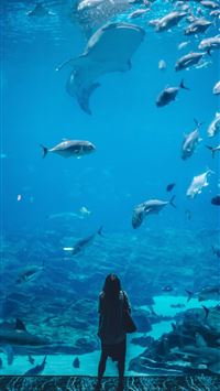 woman standing infront of aquarium with shoal of f... wallpaper