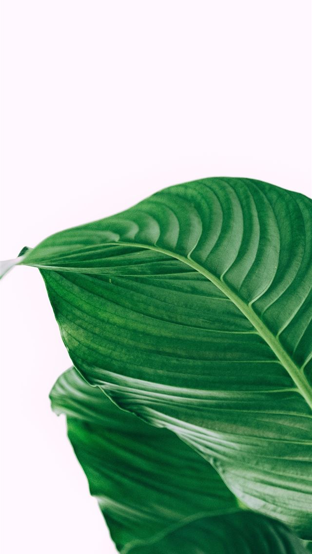 640x1136 green leafed plant - green iPhone Wallpaper