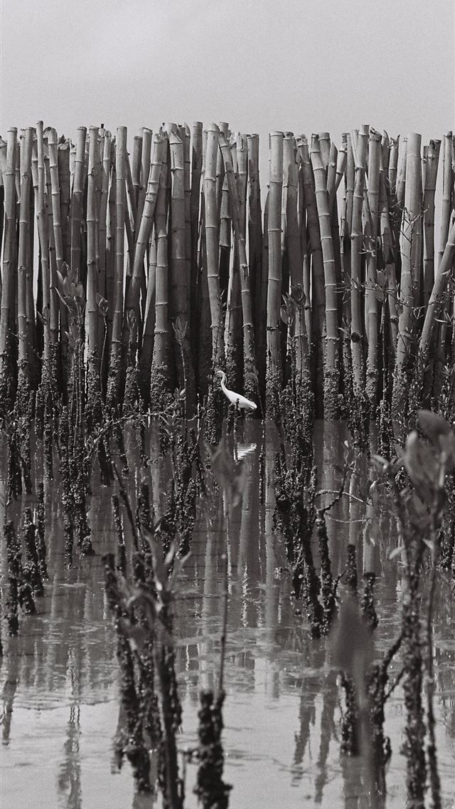 640x1136 grayscsale photo of bamboos - thailand iPhone Wallpaper