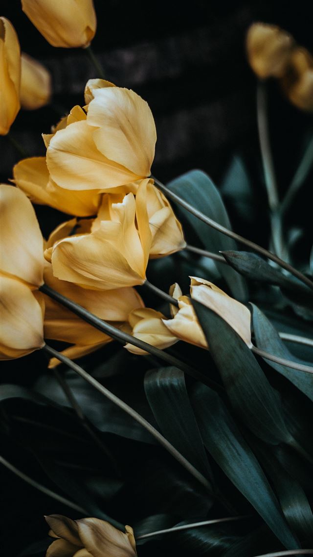 640x1136 selective photography of beige petaled flowers - yellow iPhone Wallpaper