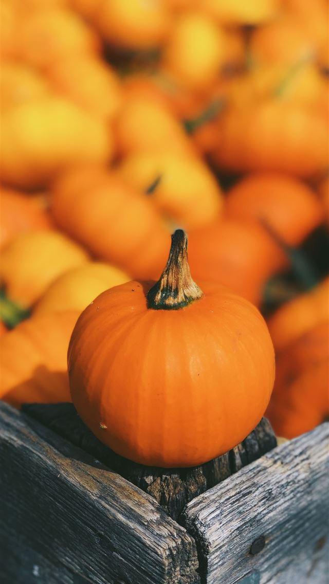 640x1136 pumpkin on brown box - michigan iPhone Wallpaper