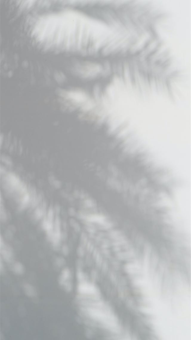 640x1136 palm tree - oman iPhone Wallpaper