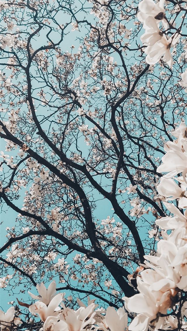 640x1136 sakura tree in bloom - tokyo iPhone Wallpaper