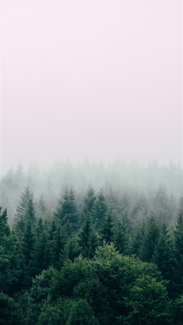 640x1136 aerial photography of forest - serbia iPhone Wallpaper