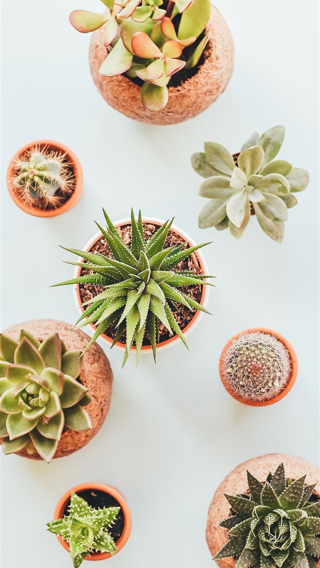 640x1136 assorted succulents in clay pots - plant iPhone Wallpaper