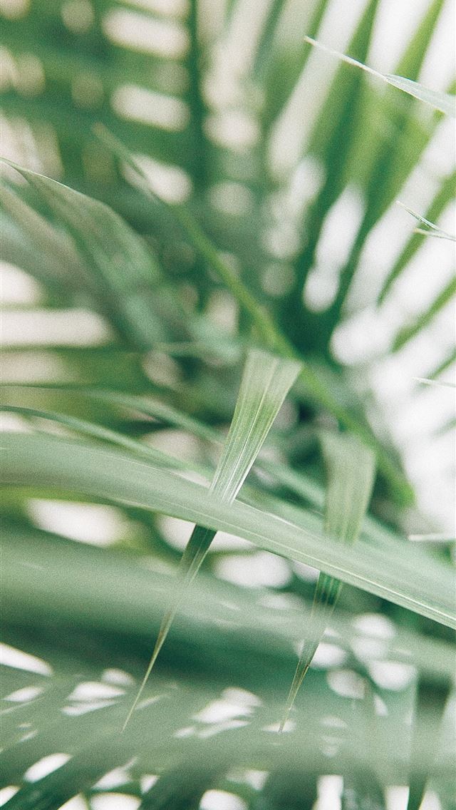 640x1136 closeup photography of green palm leaves - canada iPhone Wallpaper