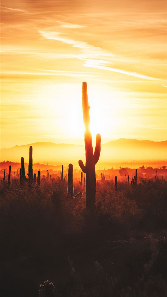 640x1136 cactus field sunset 4k -  iPhone Wallpaper
