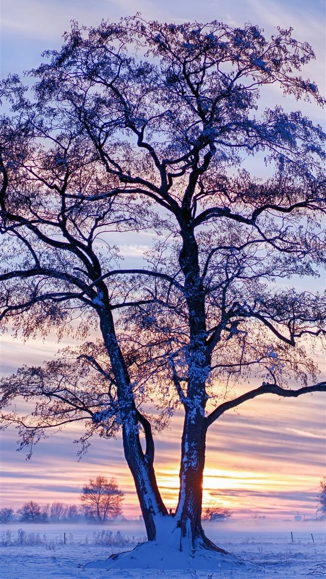 evening winter trees snow 5k iPhone wallpaper 