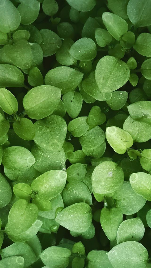 leaves green 4k iPhone wallpaper 