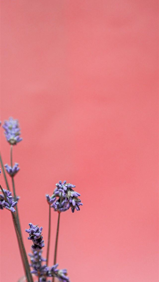 640x1136 white flowers in brown stem - frankreich iPhone Wallpaper