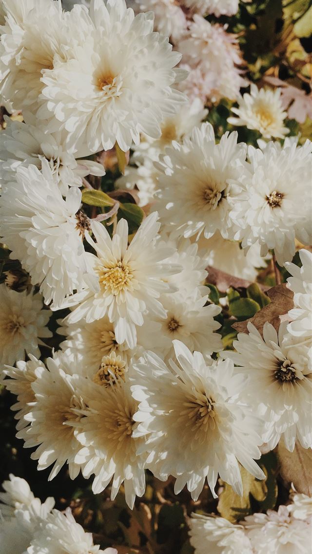 640x1136 bouquet of white daisy flowers - floral iPhone Wallpaper