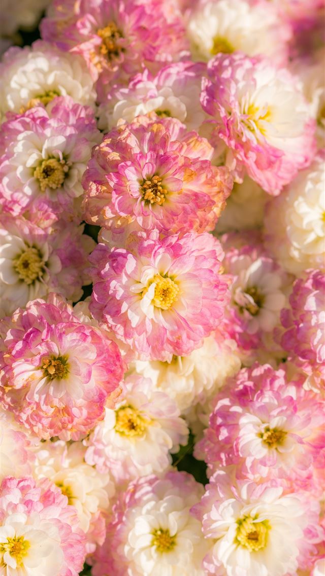 640x1136 white and pink petaled flower lot - Spring iPhone Wallpaper