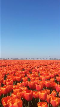 orange flowers wallpaper