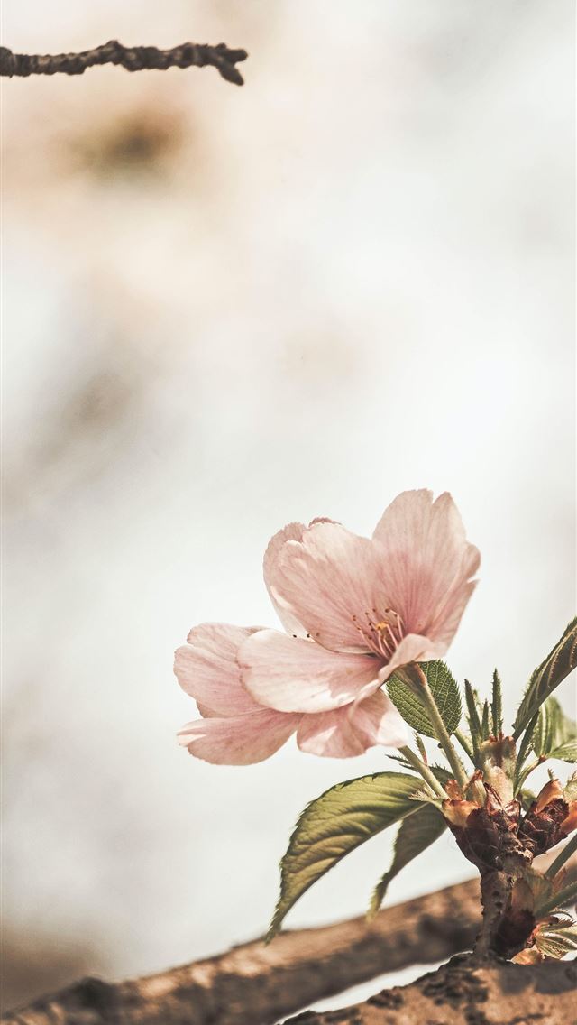 640x1136 selective focus photography of pink petaled flower - spring iPhone Wallpaper