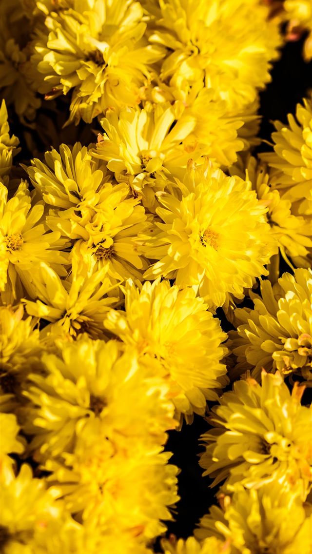 640x1136 bunch of yellow chrysanthemum flowers - spring iPhone Wallpaper