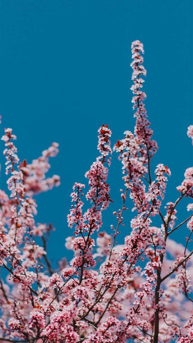 640x1136 pink cherry blossom tree under clear during daytim... - romania iPhone Wallpaper