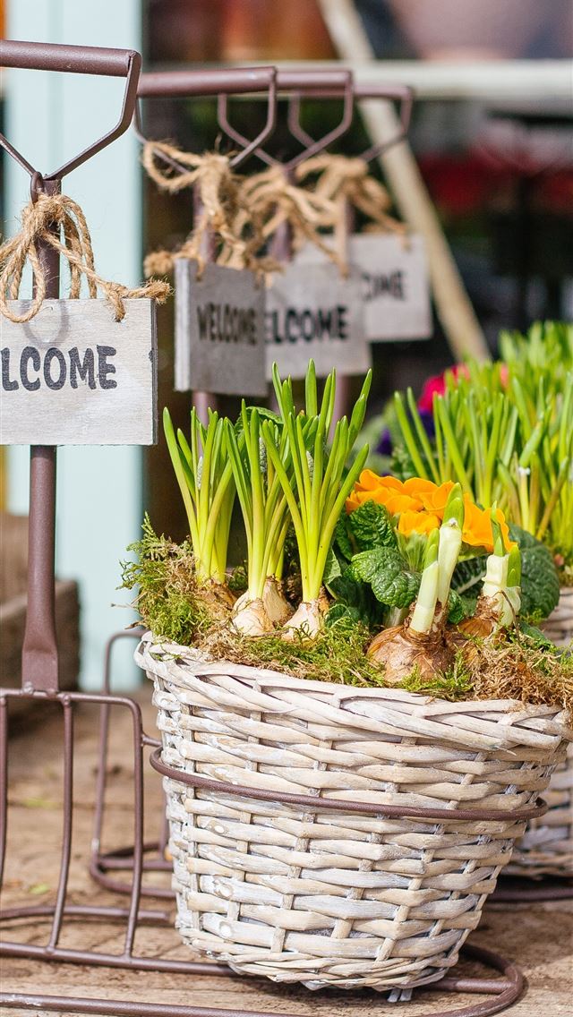 640x1136 green vegetables inside the baskets - spring iPhone Wallpaper