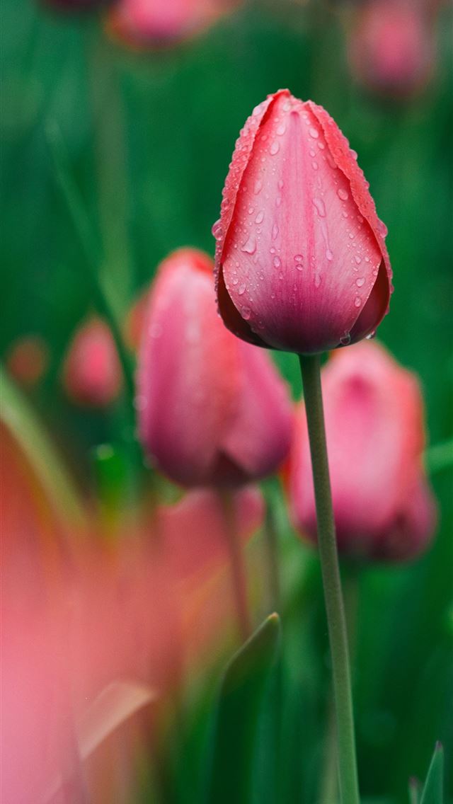 640x1136 focused photo of a pink rose - spring iPhone Wallpaper