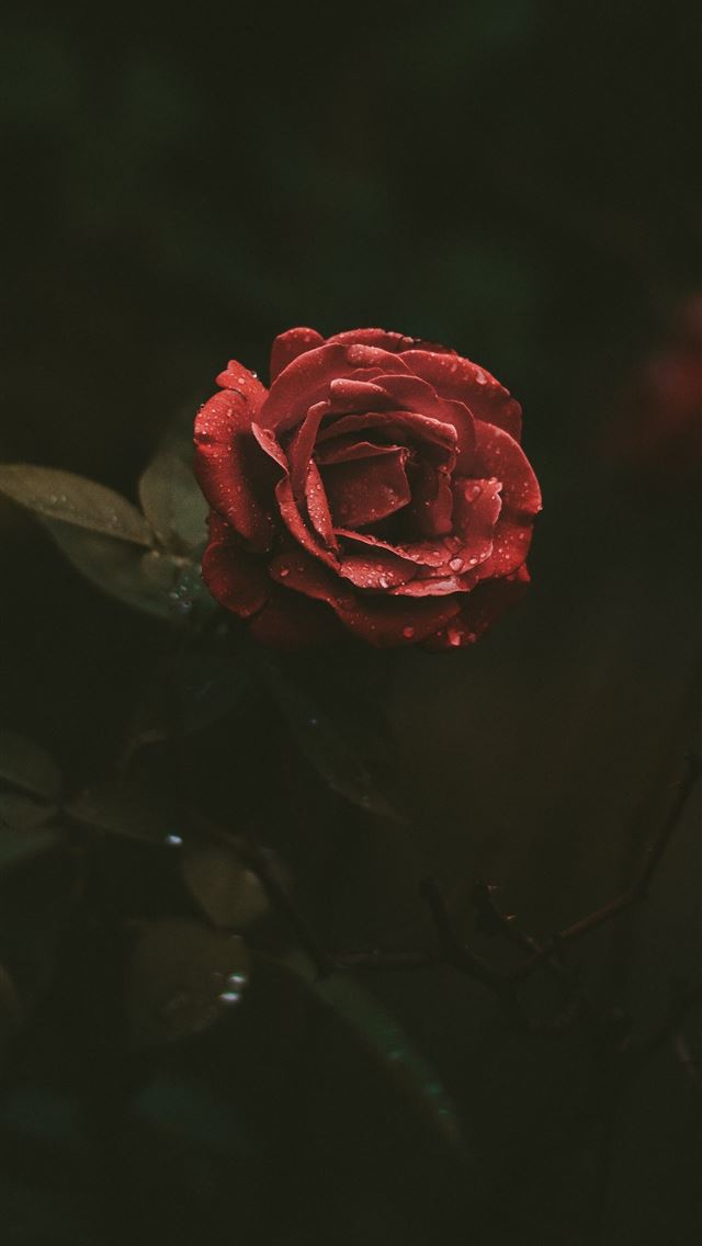 640x1136 selective focus photography of red rose blooming - dark (black) iPhone Wallpaper