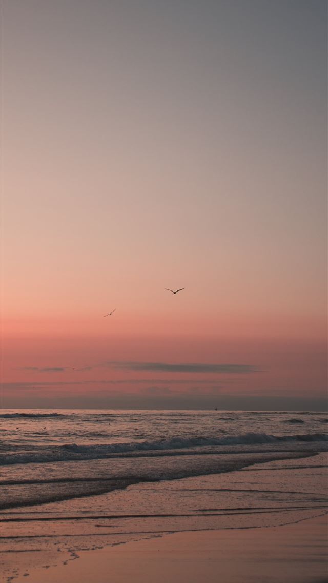 640x1136 bird flying over the sea during sunset - sunset iPhone Wallpaper