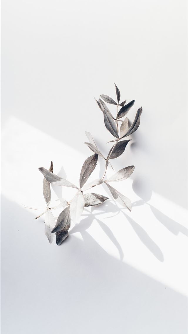 640x1136 Dried branch in the sunlight - simple iPhone Wallpaper
