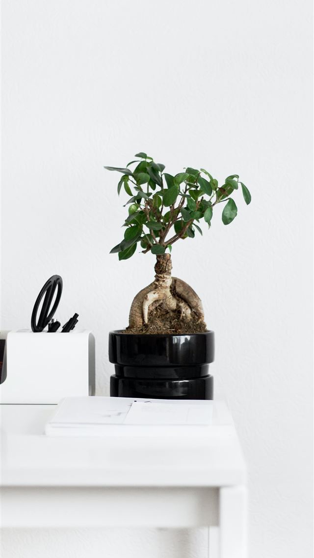 640x1136 white and green leaf plant -  iPhone Wallpaper