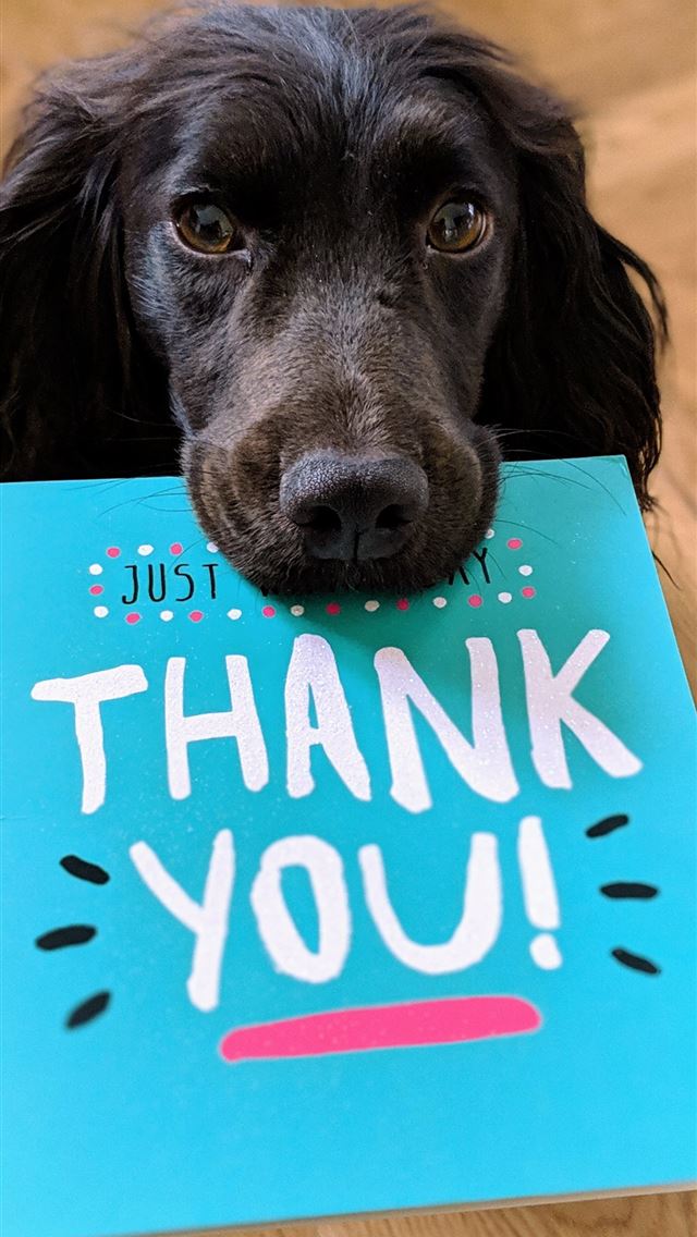 640x1136 dog biting Thank You mail paper - cute iPhone Wallpaper