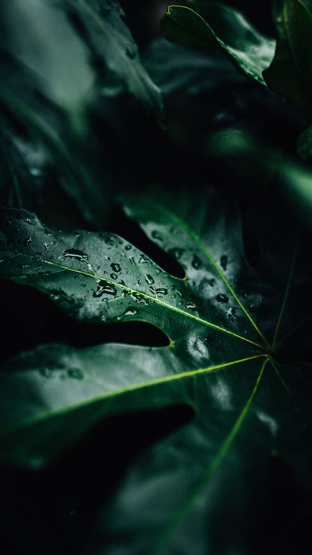 640x1136 low light photo of water drops on leaf - leaf iPhone Wallpaper