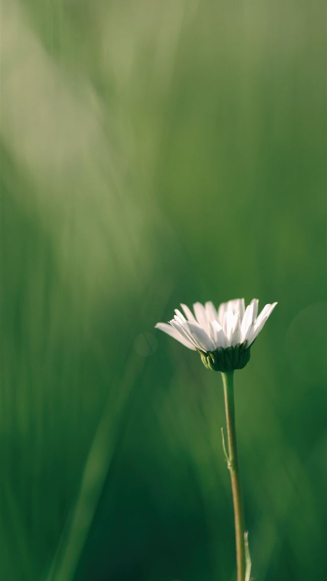 640x1136 shallow focus photography of white flower - grass iPhone Wallpaper
