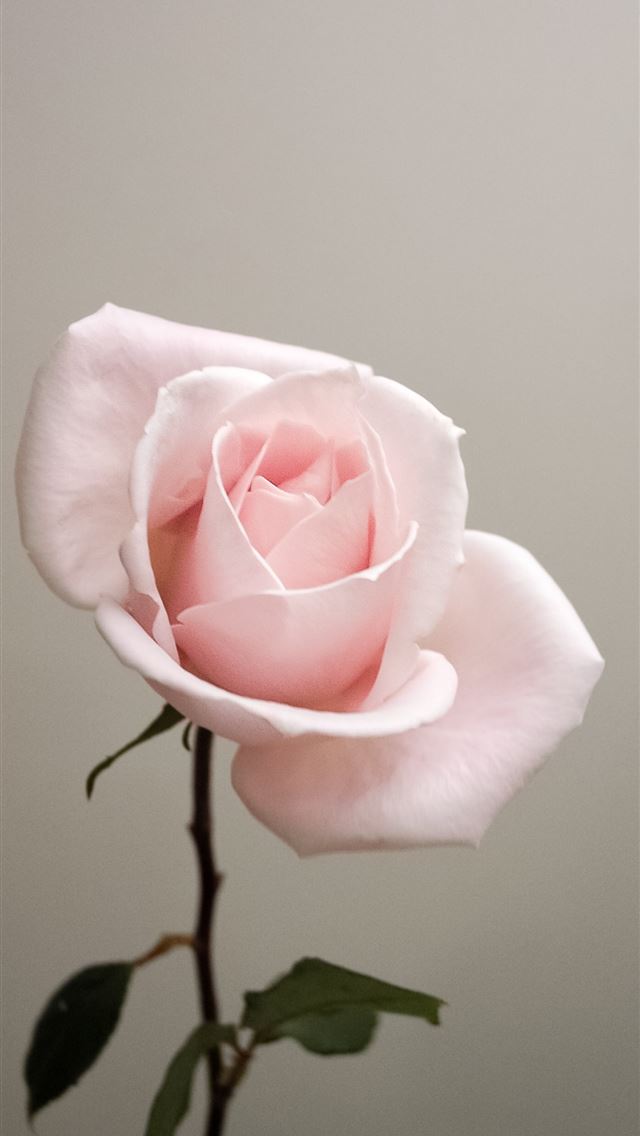 640x1136 pink rose - canada iPhone Wallpaper