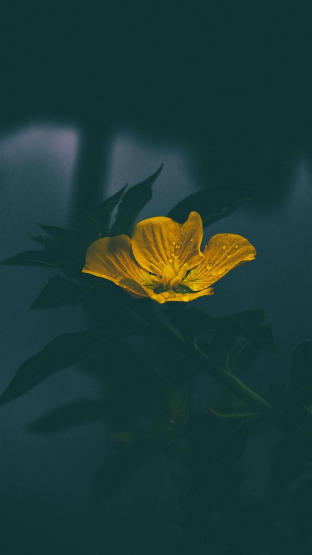 640x1136 closeup of yellow petaled flower with dew drops - vietnam iPhone Wallpaper