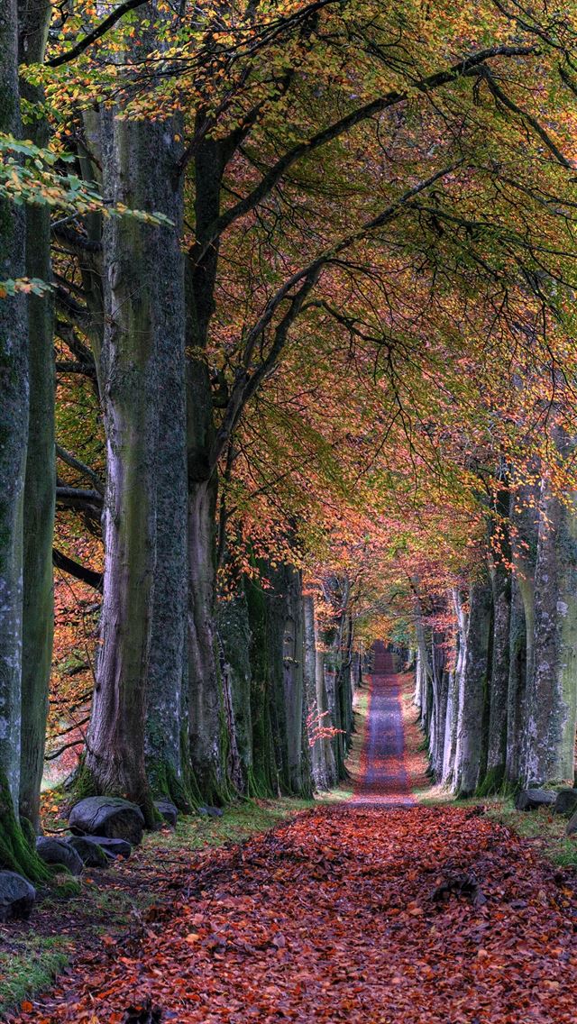 640x1136 road with falling leaves in between of trees - autumn iPhone Wallpaper