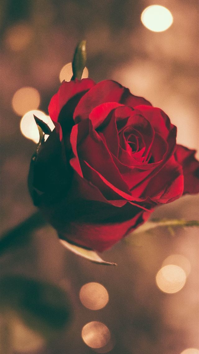 640x1136 focused photo of a red rose -  iPhone Wallpaper