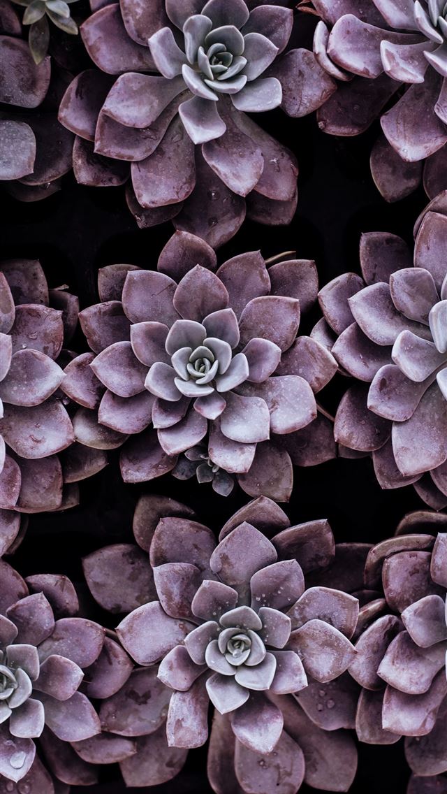 640x1136 purple succulent plants - floral iPhone Wallpaper