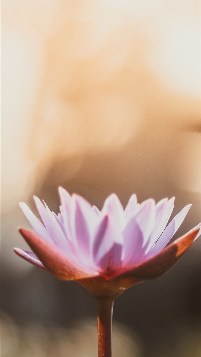 640x1136 shallow focus photography of purple flower - flower iPhone Wallpaper