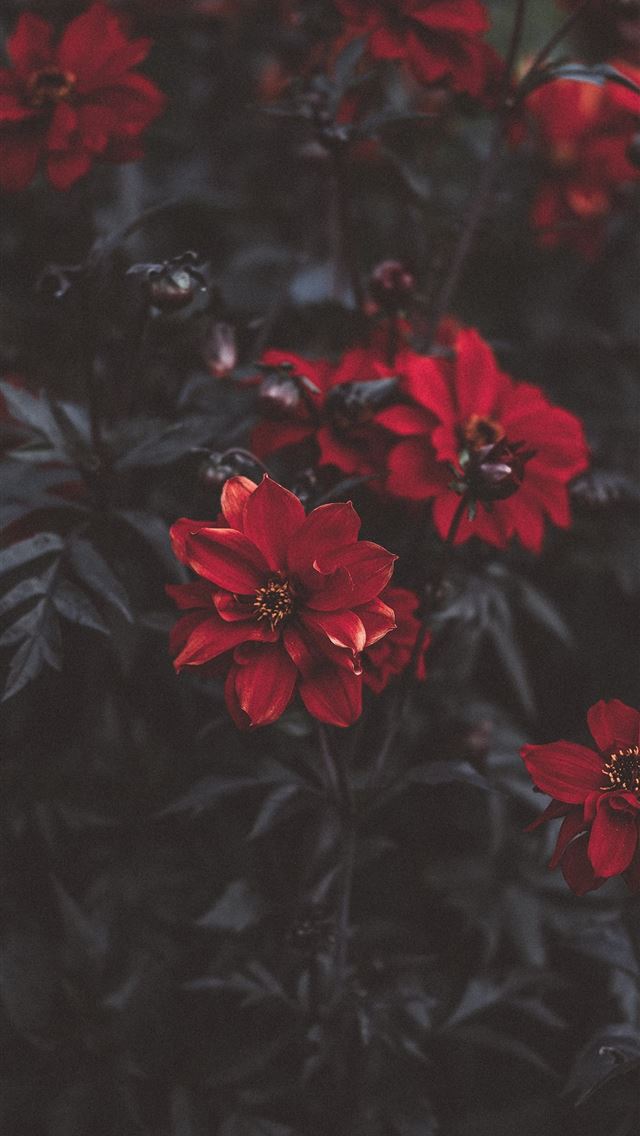 640x1136 macro shot photography of red rose - flower iPhone Wallpaper