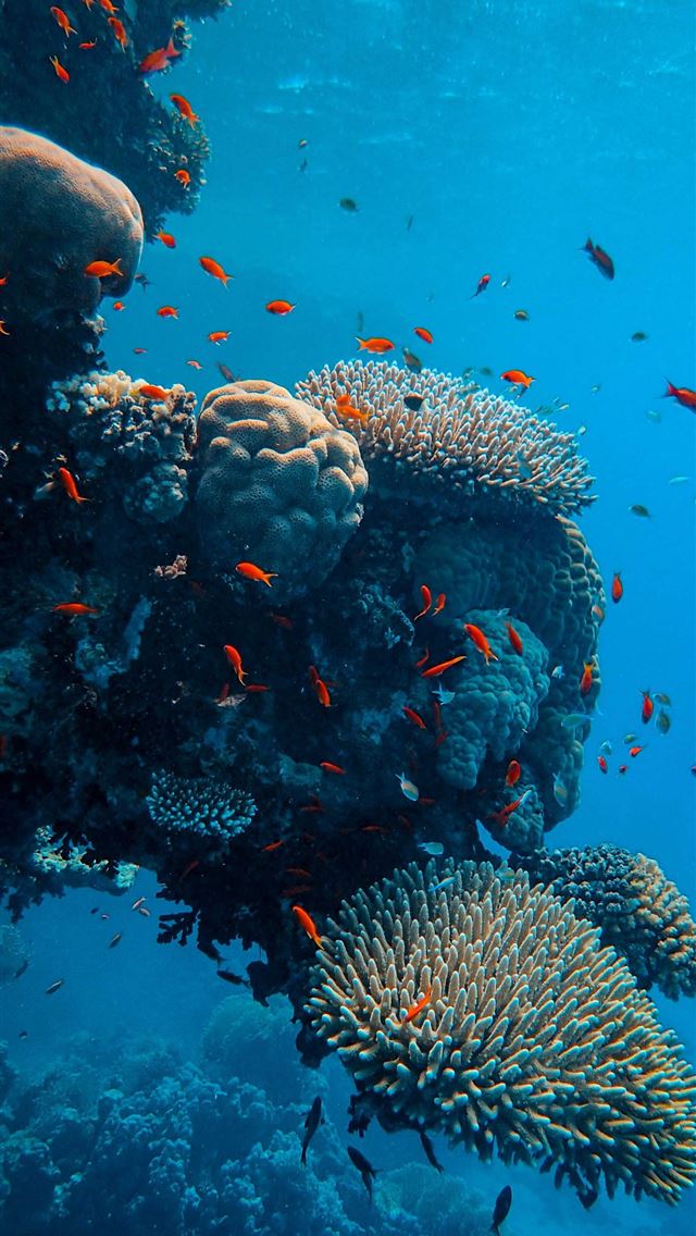 640x1136 gray and black fish under water - sea iPhone Wallpaper