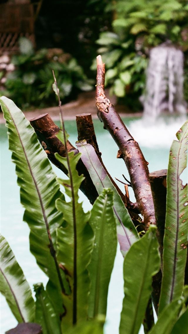 640x1136 green leafed plant near body of water - butterfly iPhone Wallpaper