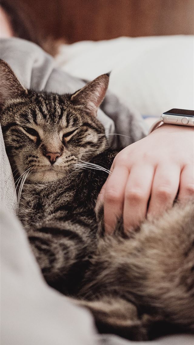 640x1136 person holding gray tabby cat while lying on bed - cat iPhone Wallpaper