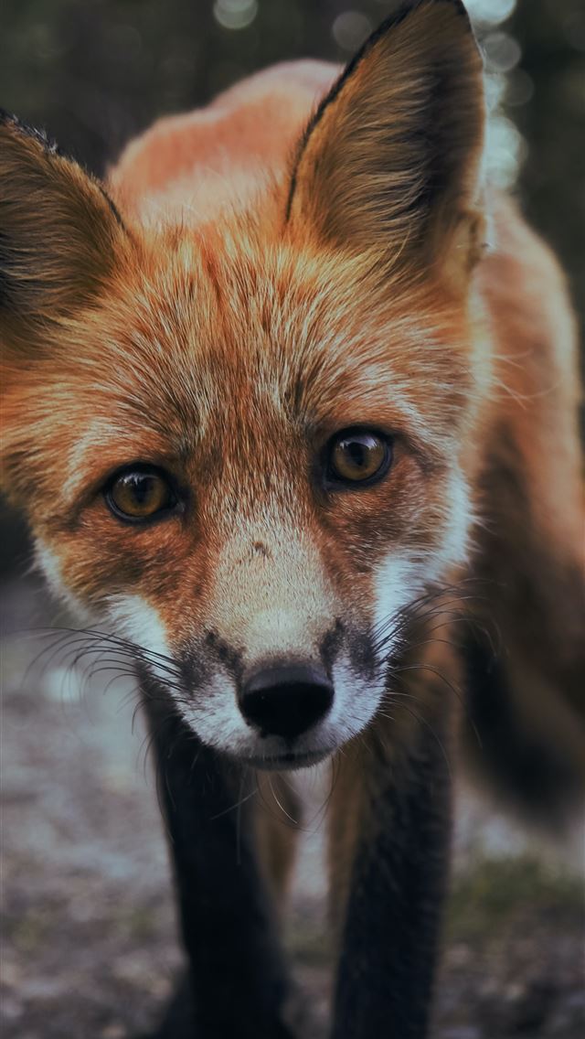 640x1136 selective focus photography of orange fox - alaska iPhone Wallpaper