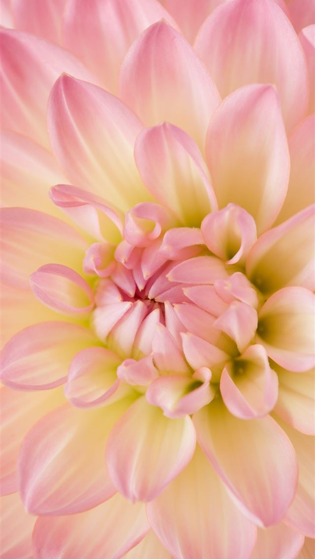 640x1136 pink dahlia in bloom - pink iPhone Wallpaper