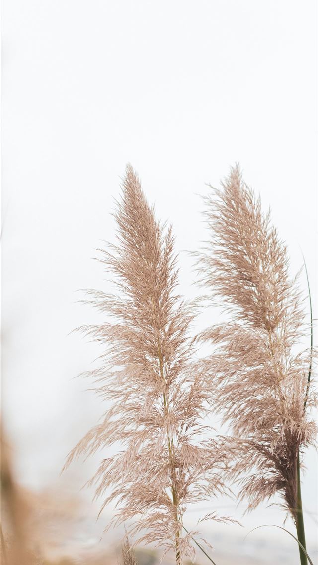 640x1136 photo of gray flower - autumn iPhone Wallpaper